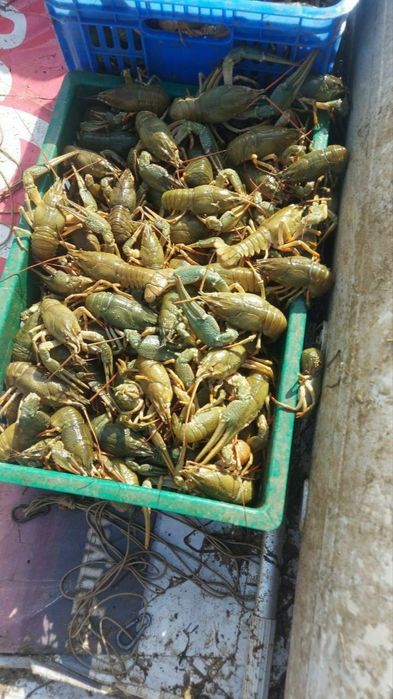 Раки. .живые..тирик.