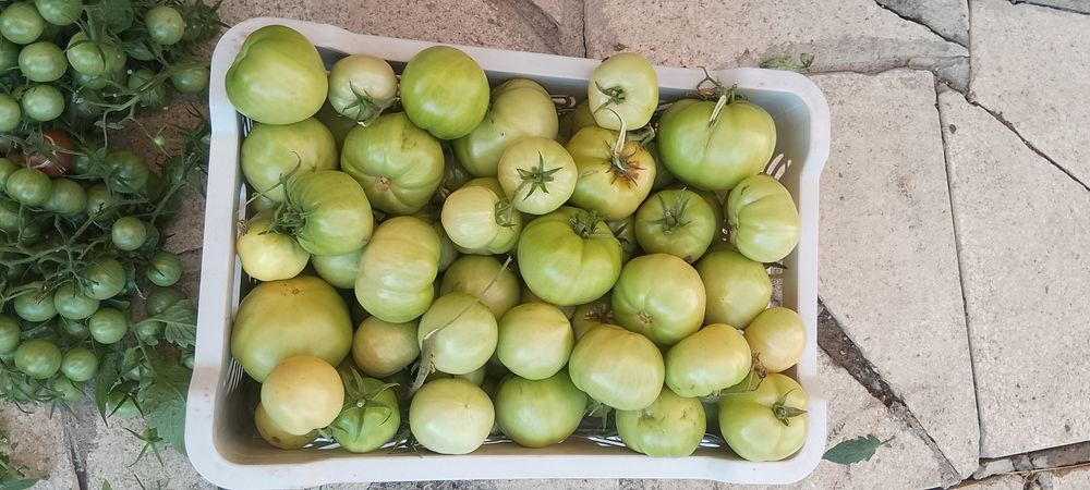 Продам Зелёные помидоры