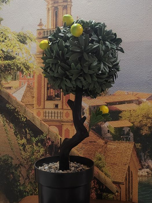 Лимонное дерево для интерьера