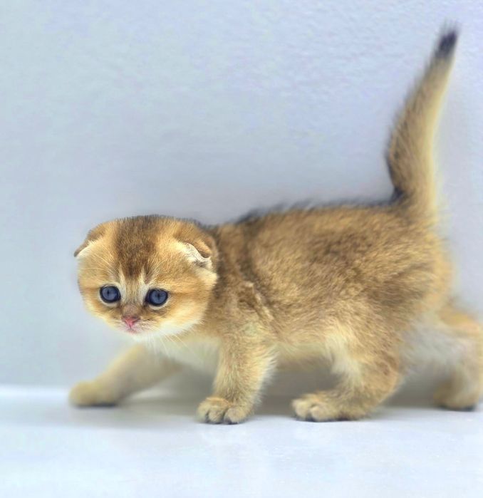 висЛоуХиЙ коТик ЗоЛоТой