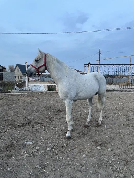 Продам лошодей, молодых и взрослых