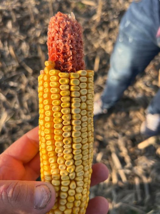 Grau  2025 de vanzare