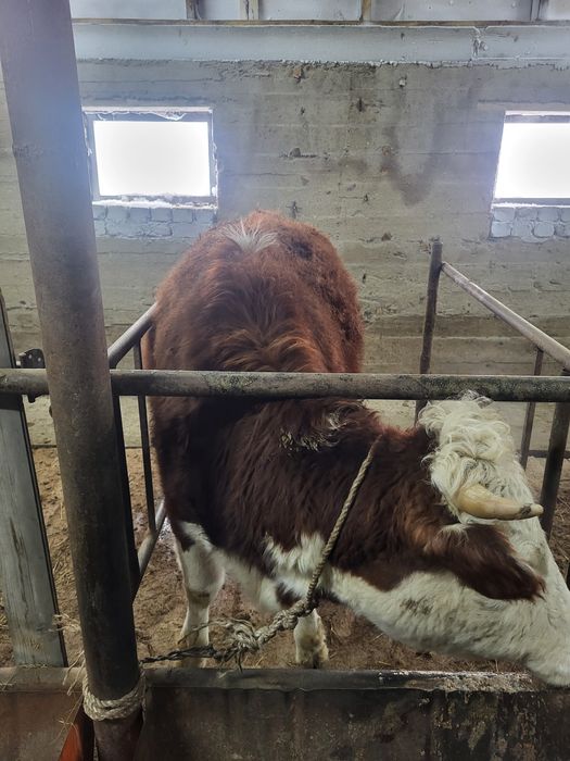 Продам молодую корову