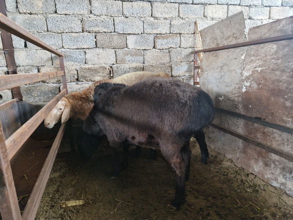 солу ва кучкор сотилади