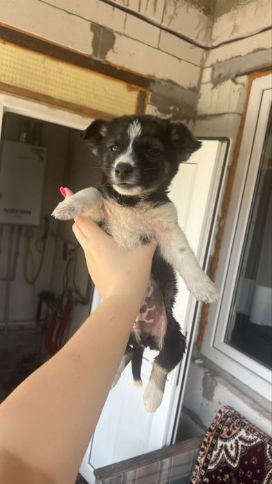 Отдам в добрые руки