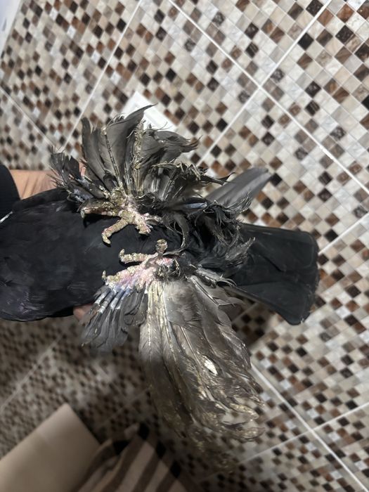 Голуби гульсар самец