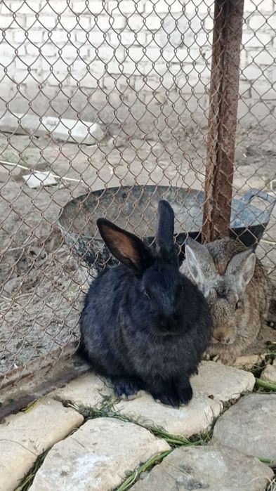 Flandir zotdor quyonlar