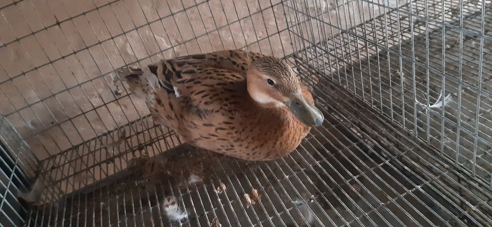 La schimb  rată salbatica