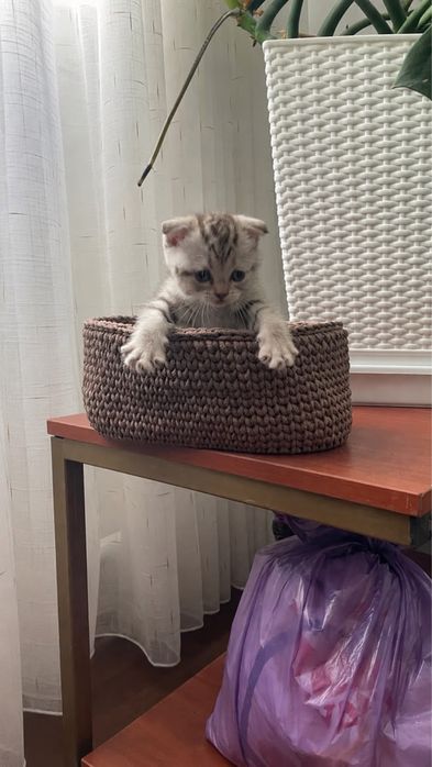 Продажа котят снизу номер