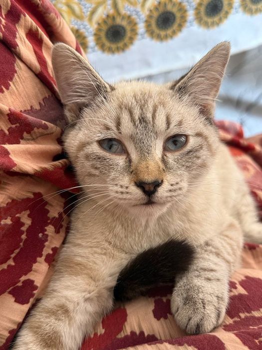 Zotli muwuk sotiladii srocna