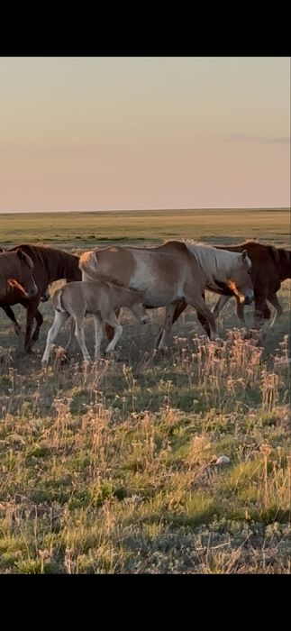 Кулынды бие сатылады