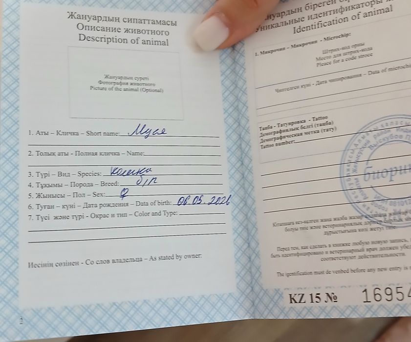 Котенок с паспортом в добрые руки