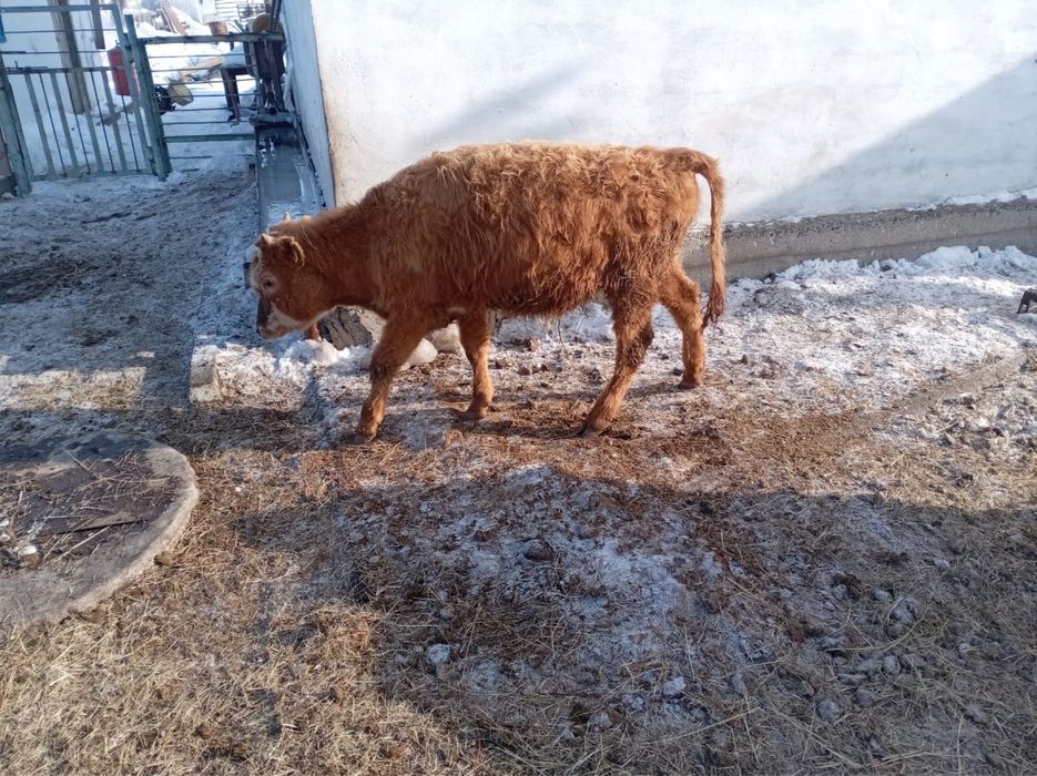 Баспақтар, 230 000