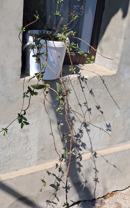 Planta ornamentala Mana maicii Domnului (caprifoi)