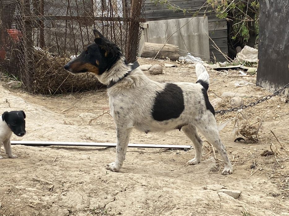 Глодка шорстный фокстерьер