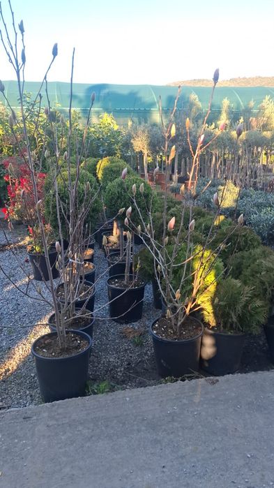 Vând plante ornamentale și livrez