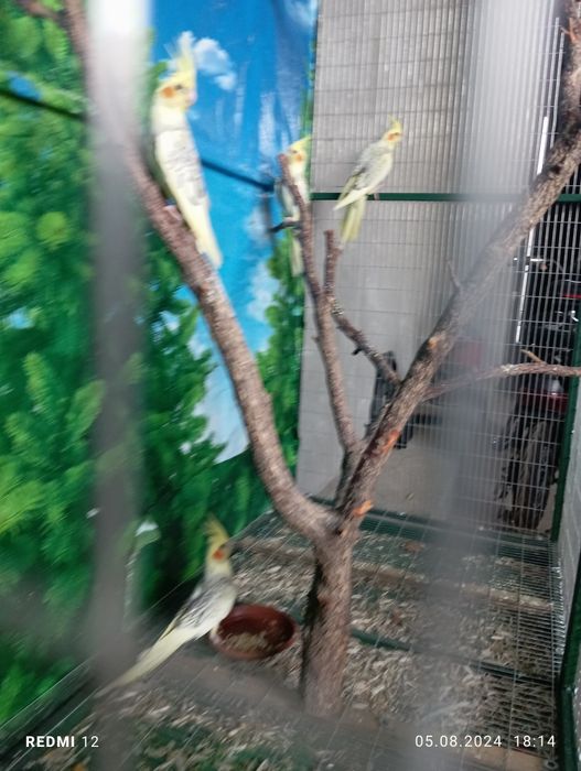 Соглом карелла папугайла сотилади