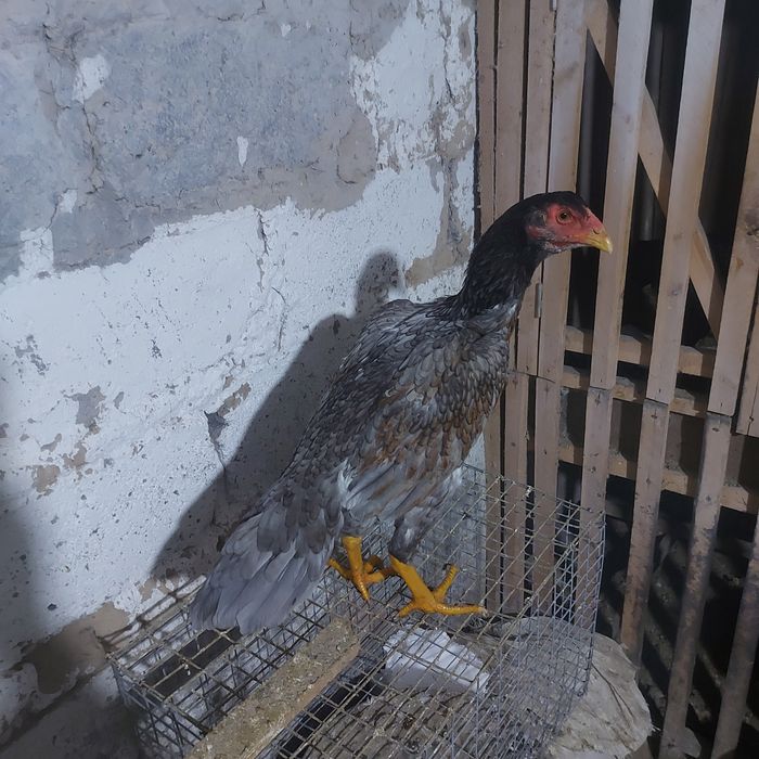 Майски Корейц джужа несутся