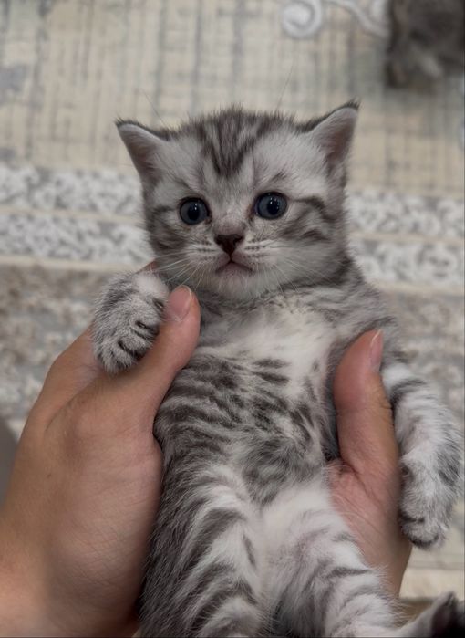Котята Шотландские Скоттиш Фолд