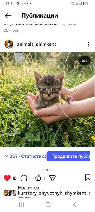 Красивые кошки и коты в добрые руки!!!