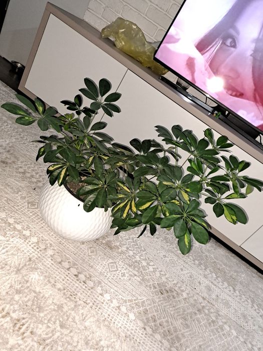 Продам шефлеру в кашпо