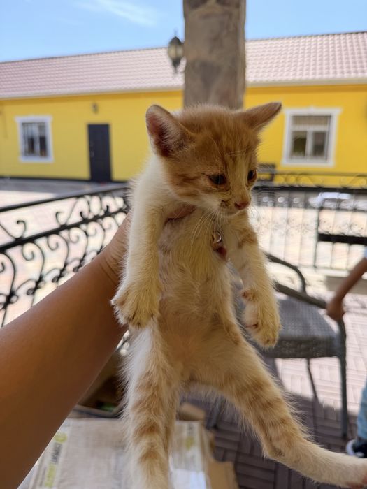 Отдам котят в добрые руки
