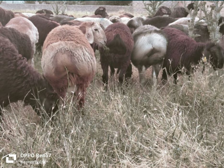 Кои еті соиып береміз