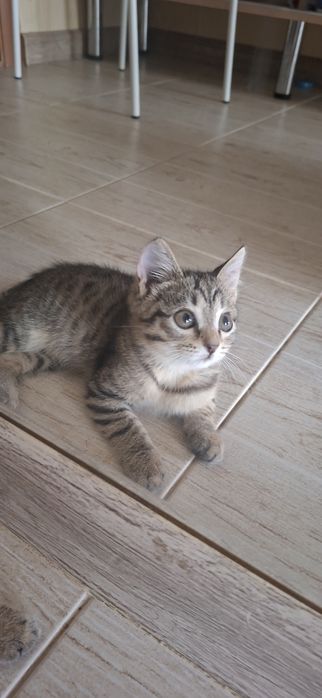 Котёнок мальчик красивый добрый