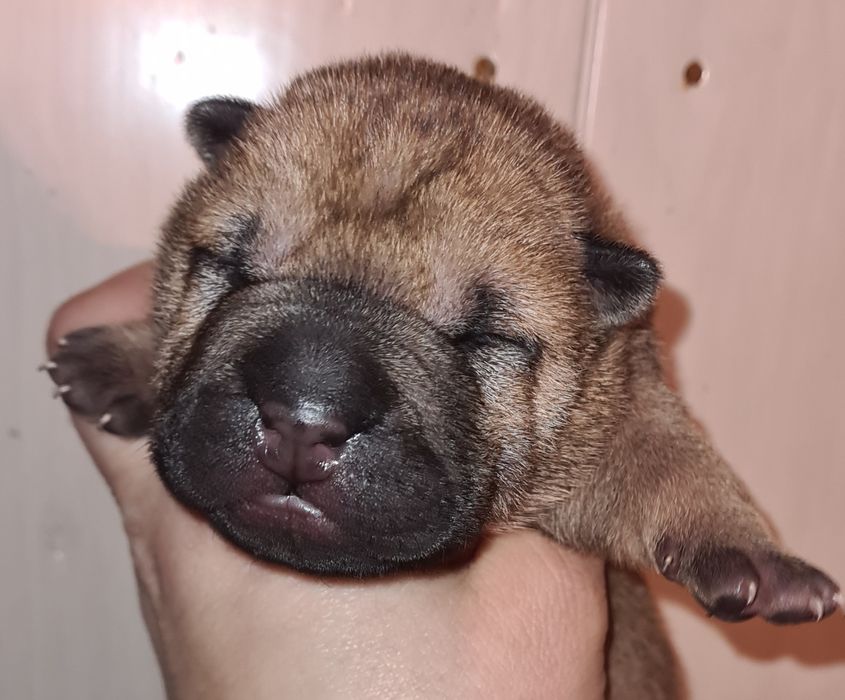 Продам щенка шарпея.