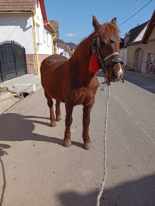 Vând iapa cuminte garantată