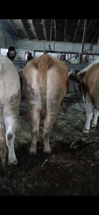 Семіз 4 ай байданған сиырлар