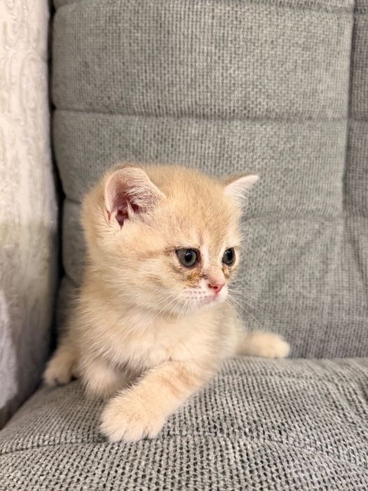 Котята британские золотые шиншиллы, родители родословные