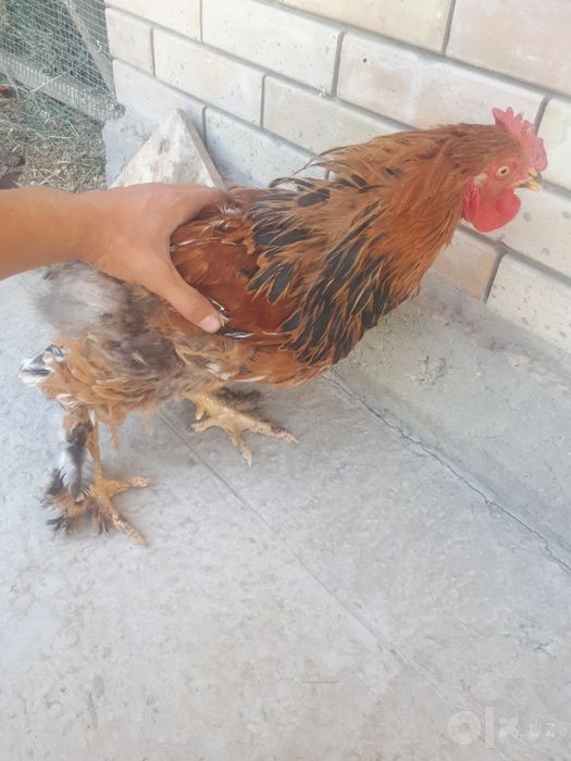 Brama xróz va duraga tovuģ sotiladi