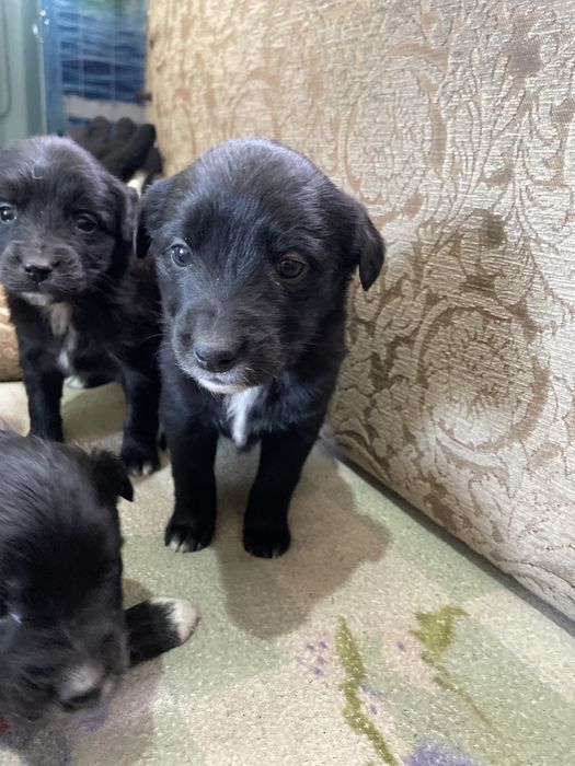 Шенки , злые 4 девочки 3 мальчика