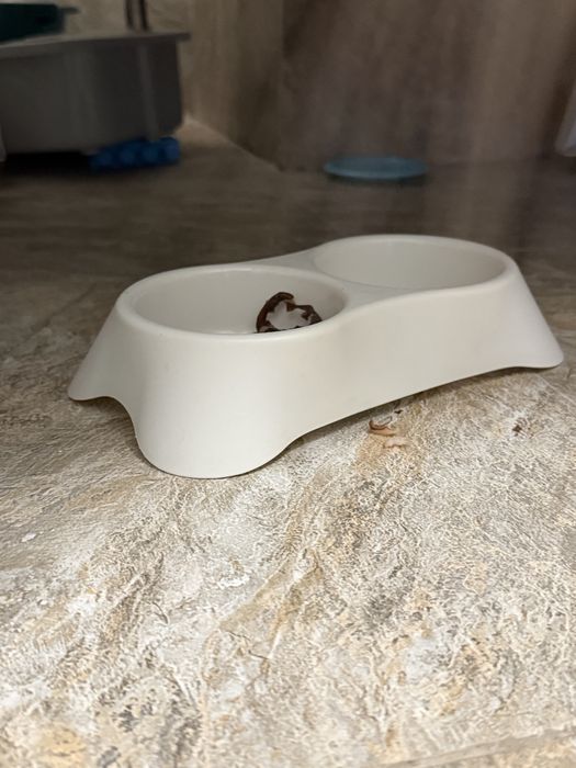 Котенок, продам, домащний. Чистый