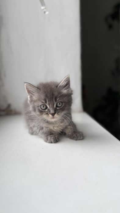 Отдам котят в хорошие руки