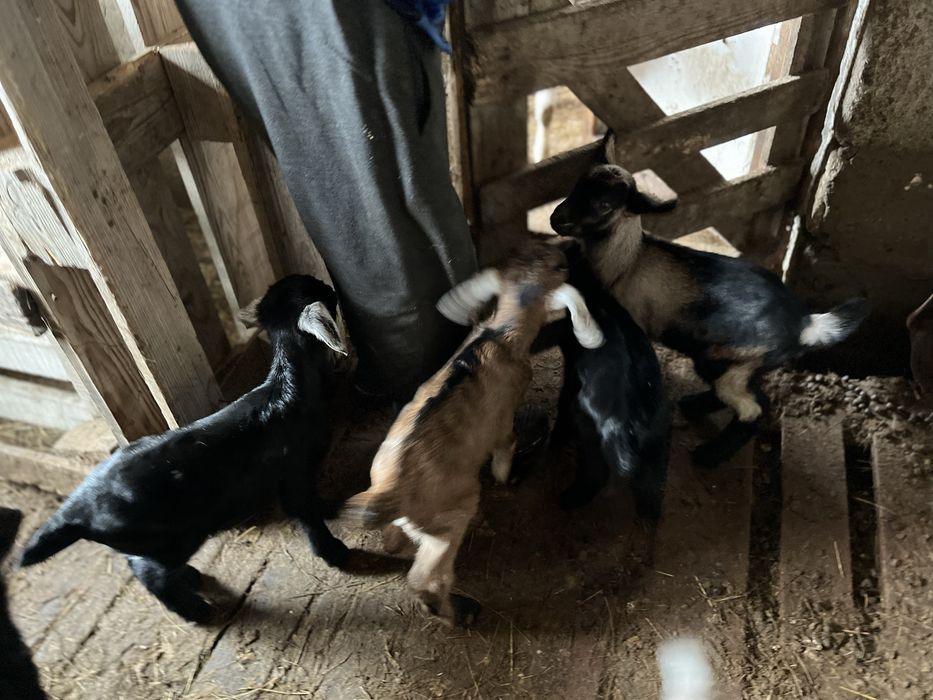 Теке лактар сатылады