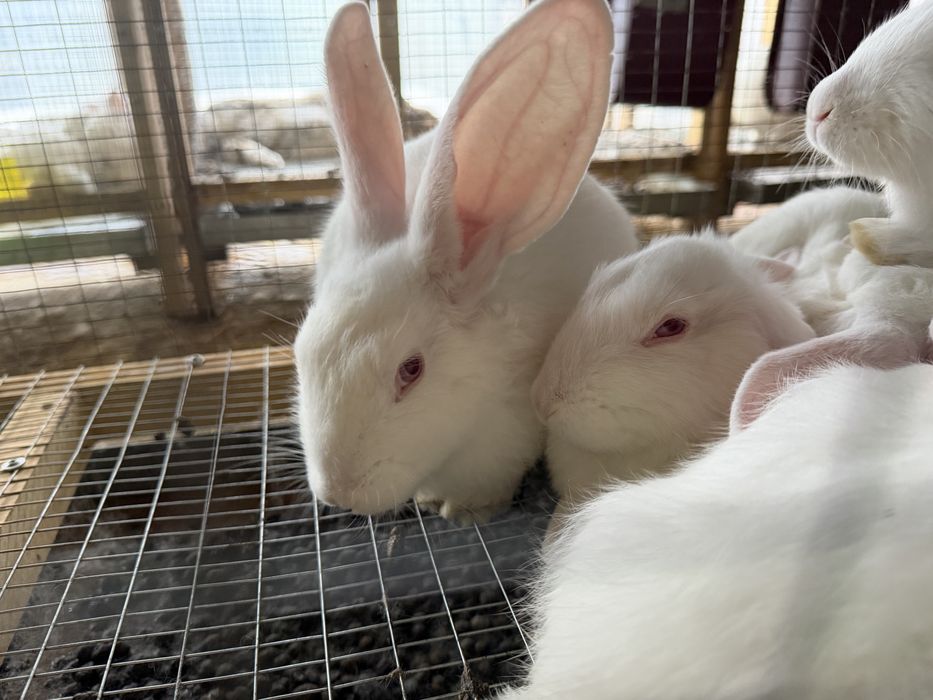 Куён quyon hikol