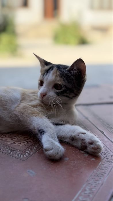 Котенок в добрые руки