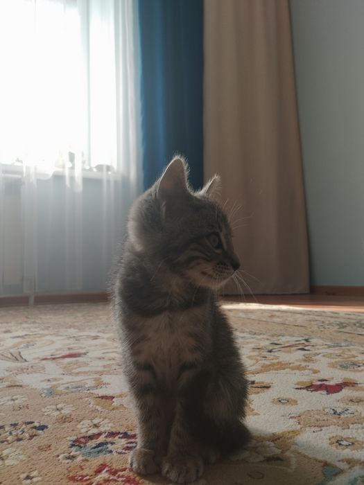 Отдам котенка даром