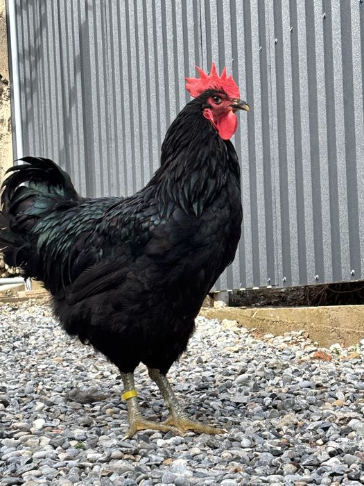 Джерсиский гигант қоразы сатылады.