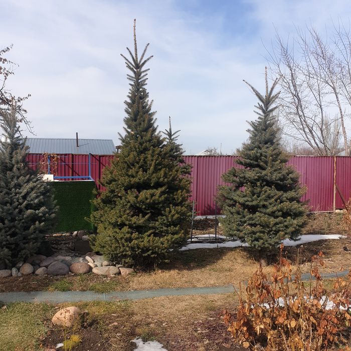 Продам ели голубые