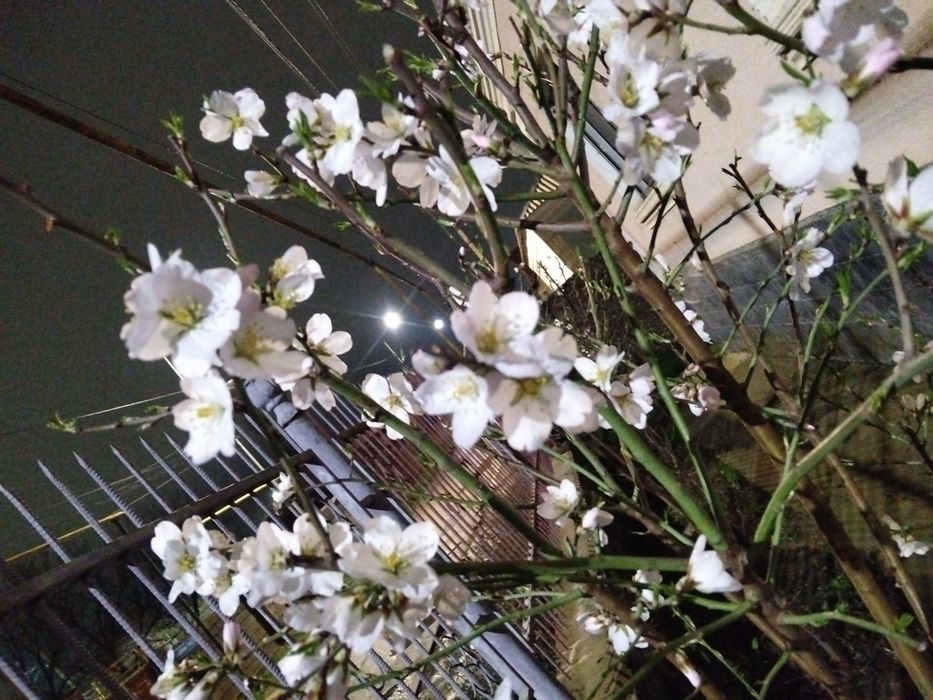 Миндаль (Бадам) сорт Президент