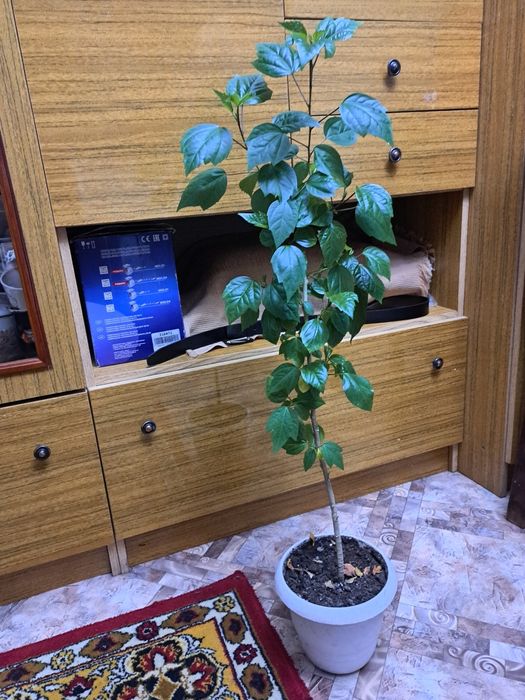 Продам цветок комнатный