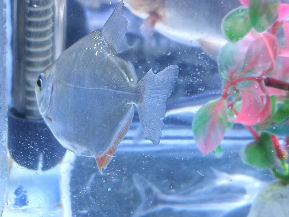 Pirania paku va dollar