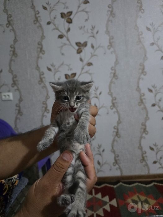 Отдам котят в добрые руки