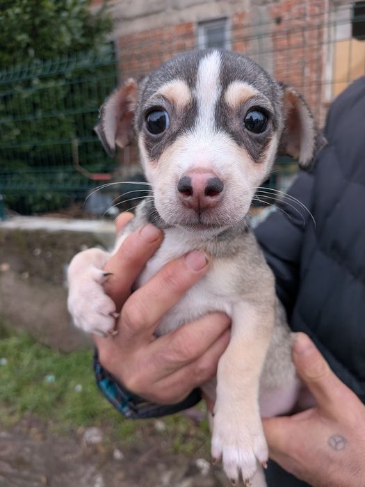 Женско кученце . На телефонния номер ще ви дадат повече информация