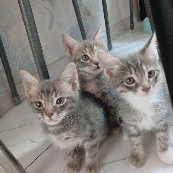 Отдам даром красивых котят.