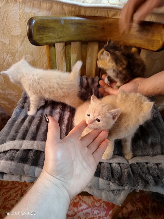 Отдам даром котят ооочень красивые