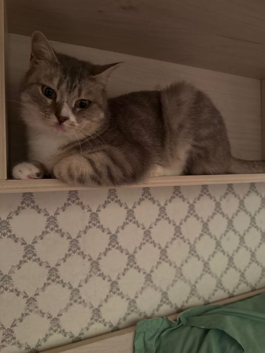 Отдам кошку бесплатно